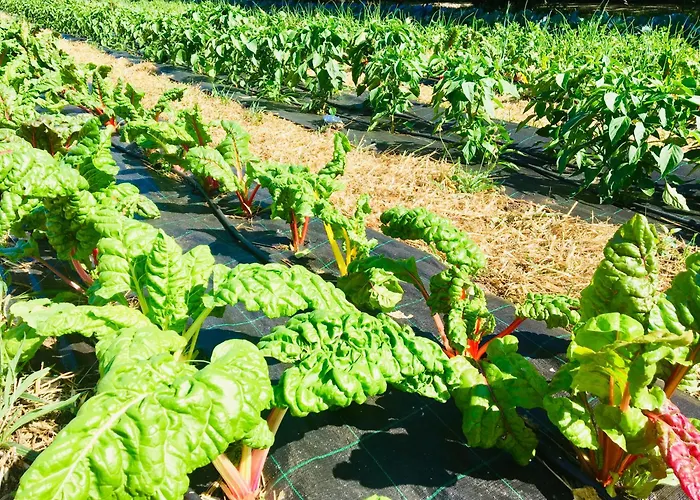 Finca Briabi